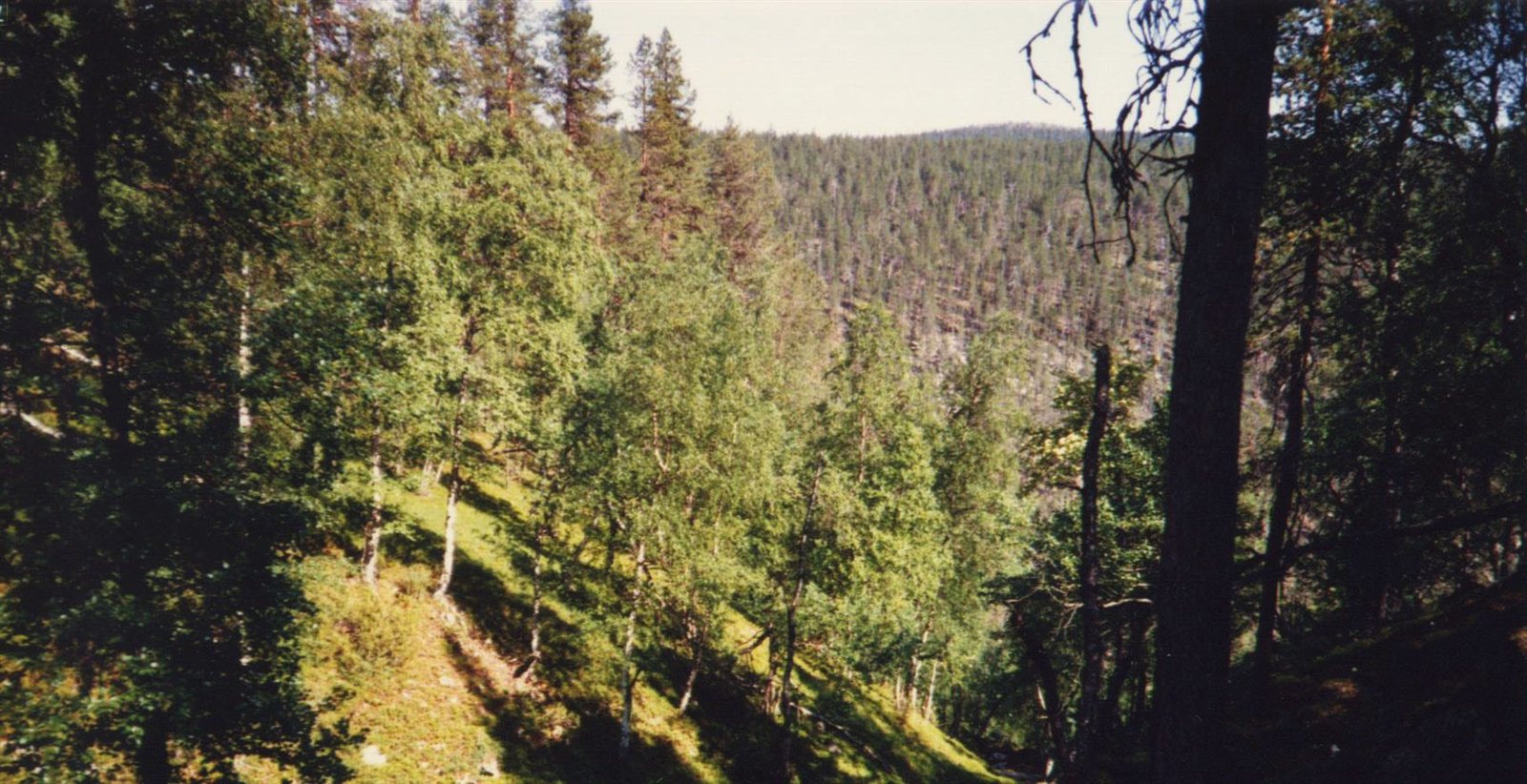 Koivujen ja mäntyjen reunustama jyrkkä rotko Lapissa kesällä 1985