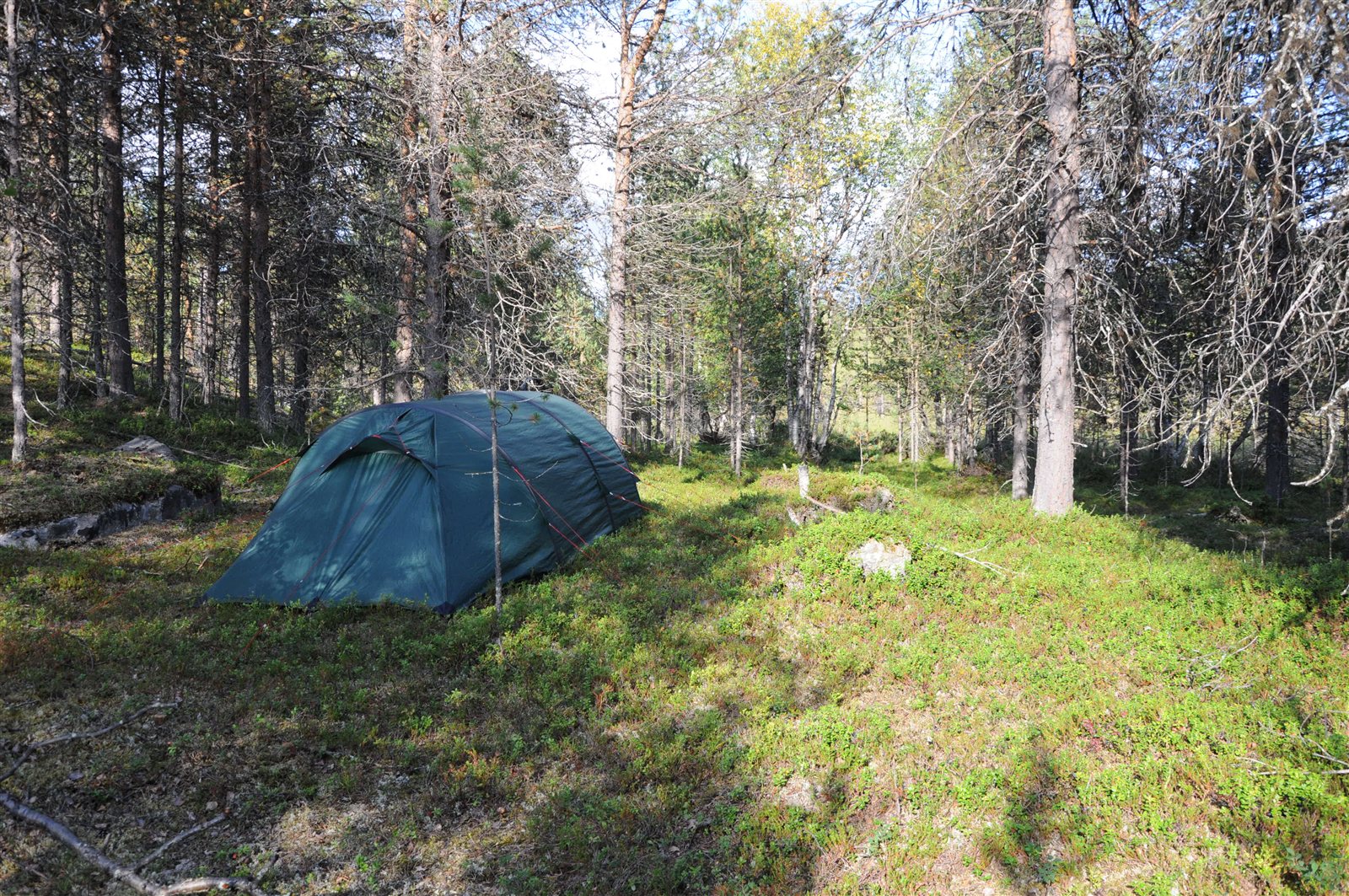 Vihreä teltta mäntymetsässä