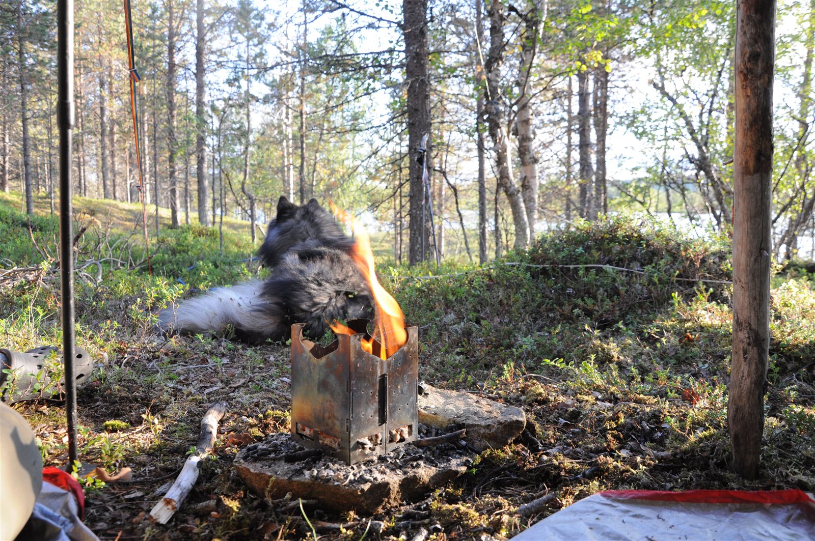 Koira lämmittelee puukamiinan tulen äärellä leirissä