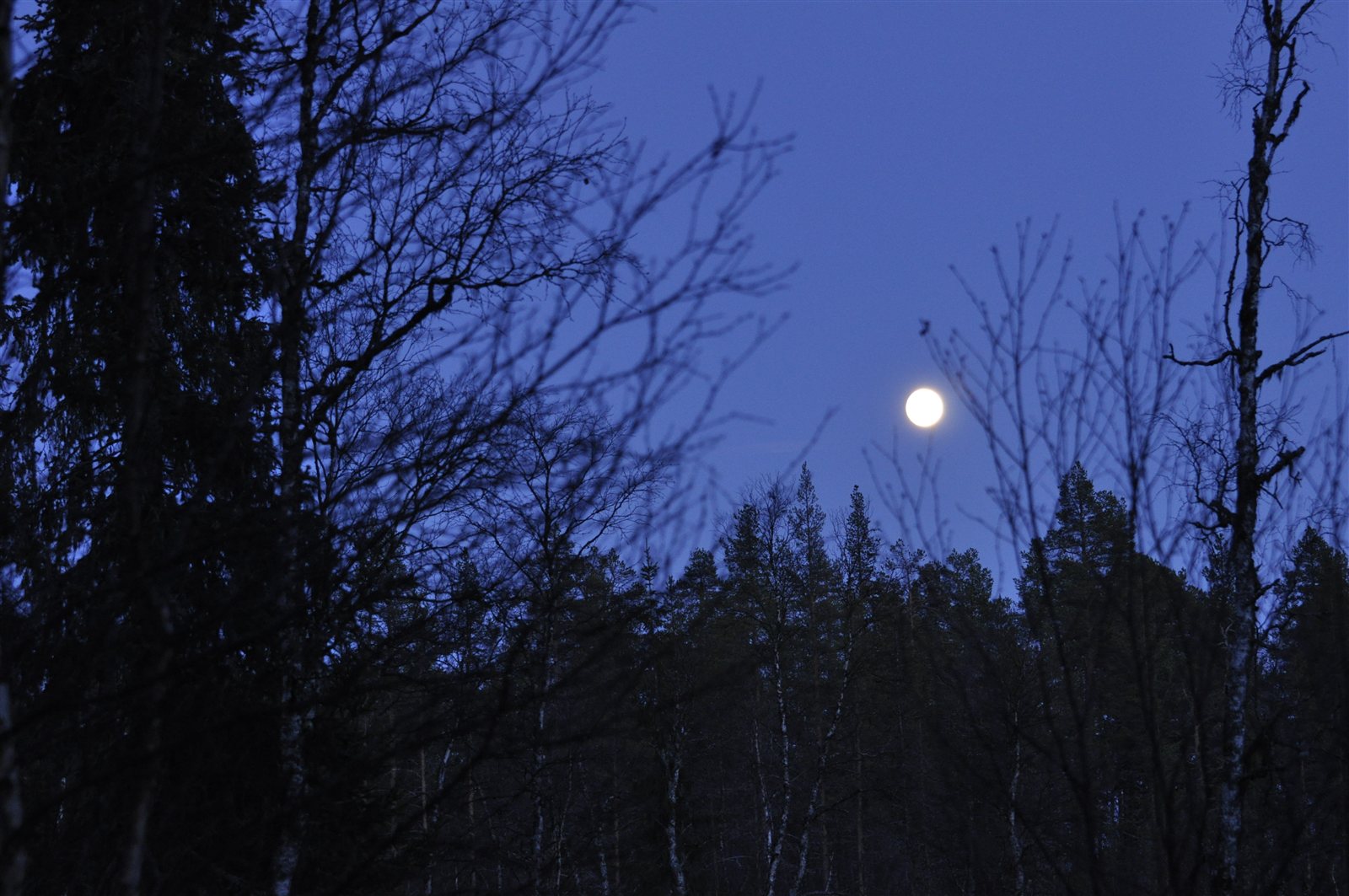 Kuu nousee kuusikon yllä illan sinessä