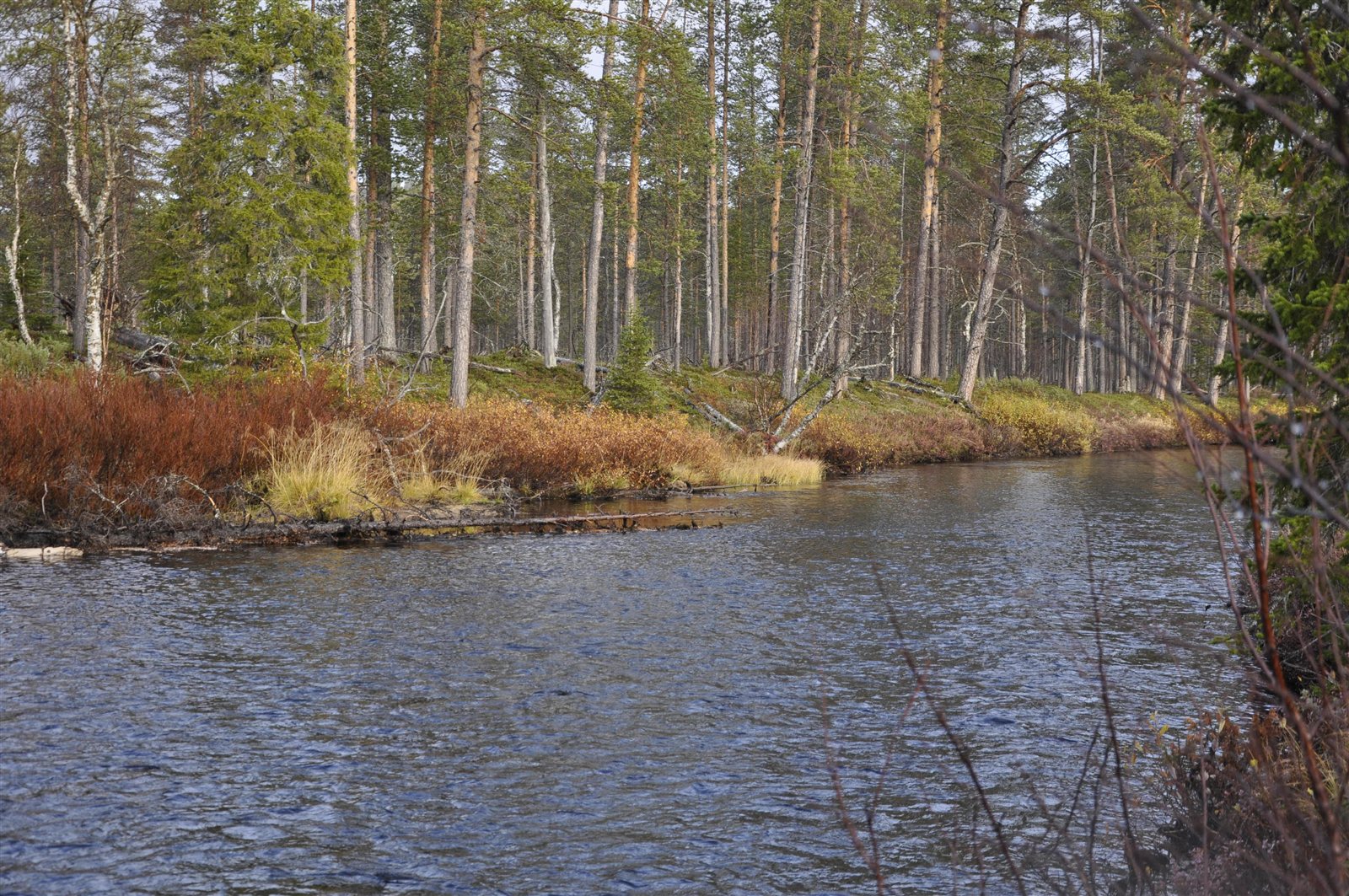 Virtaava joki syksyisen männikön reunassa