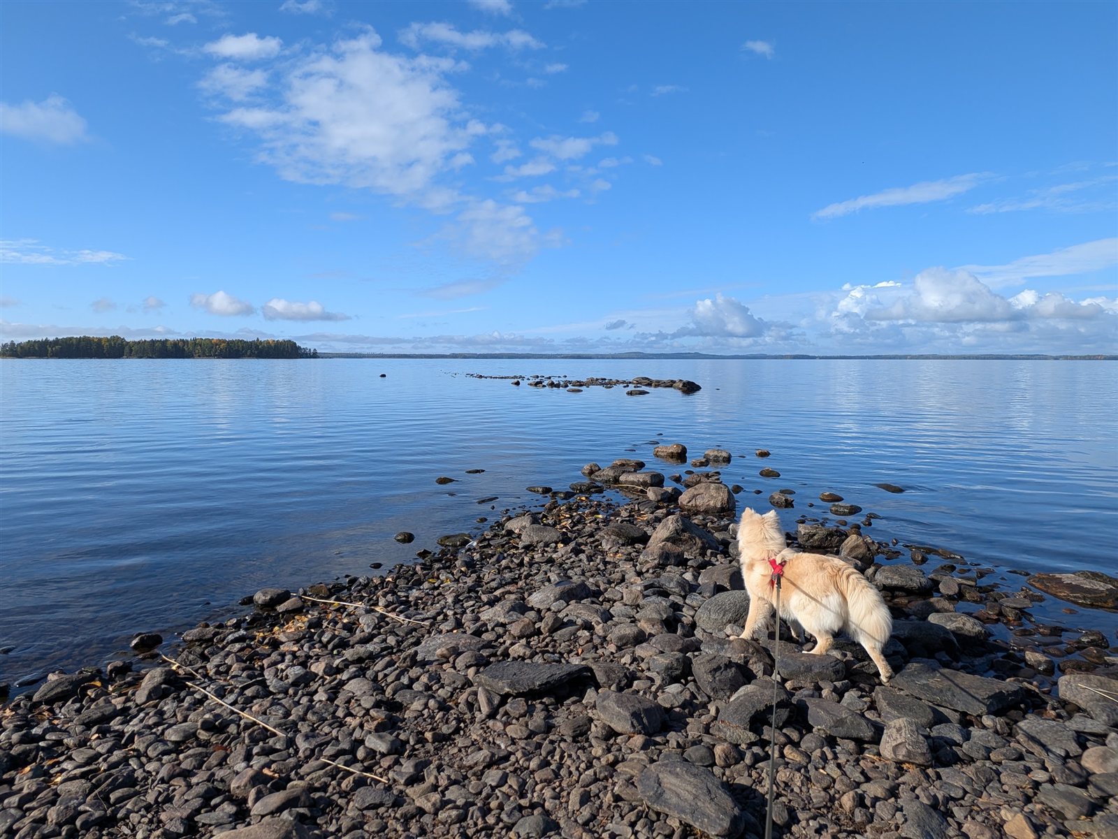 Koira kivikkoisella rannalla, edessä tyyni järvi ja poutapilviä