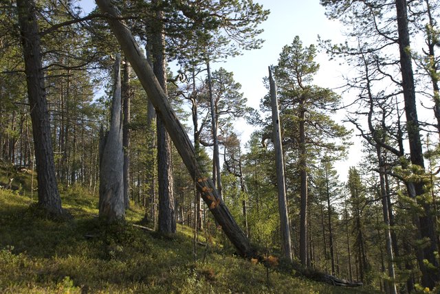 Vanha männikkö, Saariselkä elokuu 2008