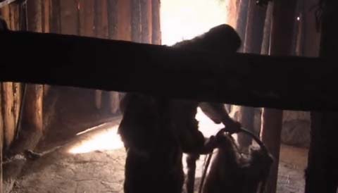 otzi